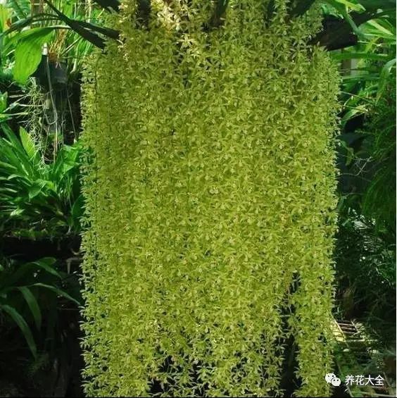 石斛蘭喜歡濕潤的環(huán)境，在5-6天澆一次水之外，要每天在花草周圍噴水。