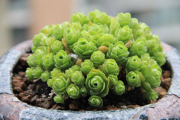 山地玫瑰怎么澆水？這樣才正確！