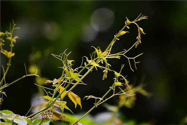 爬山虎繁殖方法大全！
