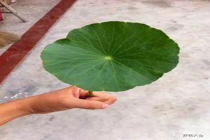 你的銅錢(qián)草又小又歪，人家的長(zhǎng)成大荷葉，怎么做到的？