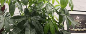 發(fā)財(cái)樹樹干頂端干枯變軟怎么辦，可以鋸掉嗎