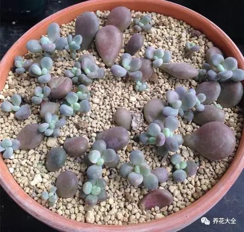 小多肉發(fā)芽啦，讓它接受陽光的恩澤