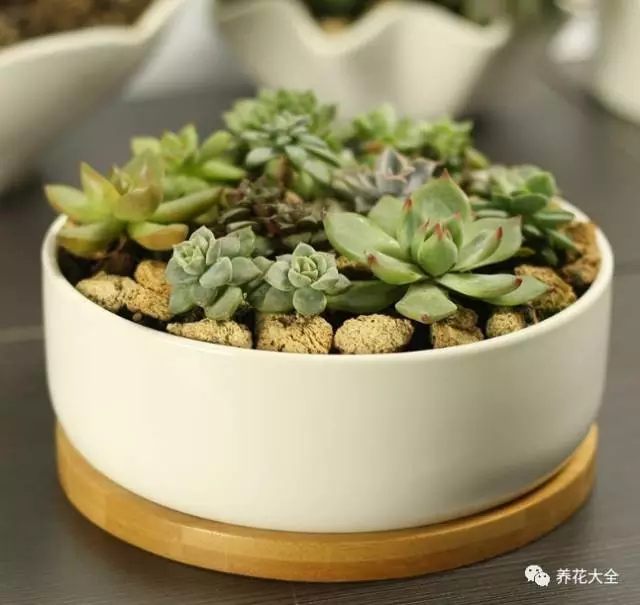 盆器下放底盤，鎖住水分不怕干