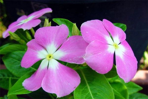 長(zhǎng)春花施肥方法大全！