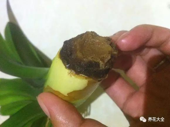 把君子蘭爛掉的根系切掉，一點(diǎn)不剩，泡多菌靈15-30分鐘消消毒，放在陰涼通風(fēng)的地方晾1個(gè)小時(shí)。