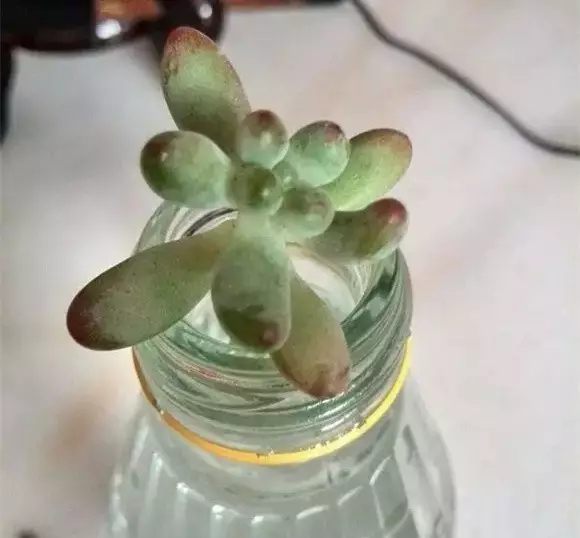 找一個(gè)塑料瓶或者玻璃瓶，倒入清水，把多肉莖干插入瓶口，注意水位，莖干底部離水面很近，但不要觸碰到水。