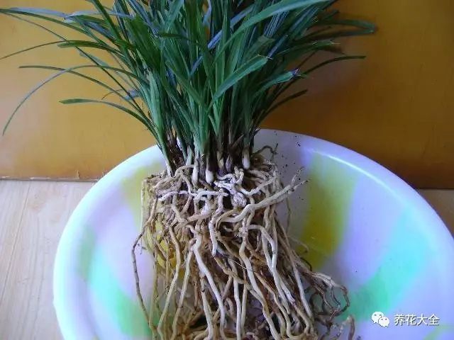 1.把蘭花脫盆，用清水洗干凈根上的土壤。