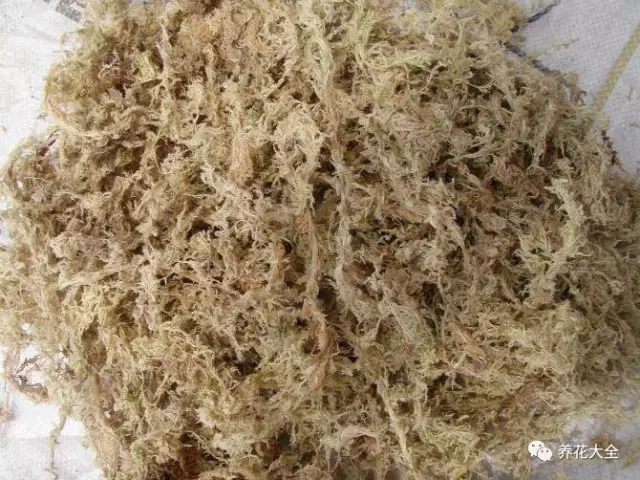 .準(zhǔn)備水苔，提前泡水，泡透后拿出來(lái)用手攥幾下，直到不出水，但能用手感受到潮氣。