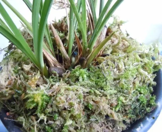 4.把蘭花根部用水苔包裹起來(lái)，放進(jìn)花盆。