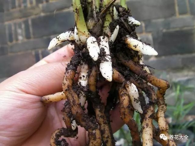 5.4-7天噴1次水，保持水苔處于微潤(rùn)但不積水的狀態(tài)，大概15-20天，蘭花就會(huì)長(zhǎng)出白嫩、粗壯的根系，特別喜人。