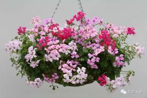 這4花現(xiàn)在不種，保證你會(huì)后悔一整年！