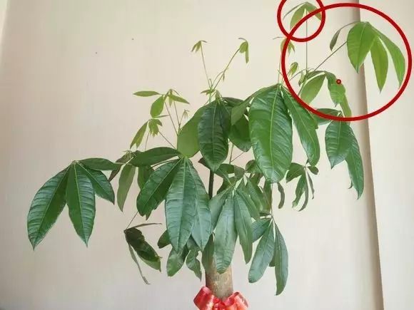 1、把長得太突出的枝條全部剪掉。讓整體形狀變得圓潤一點(diǎn)。不要心疼，因?yàn)榧艄庵笕~子會長的更快。
