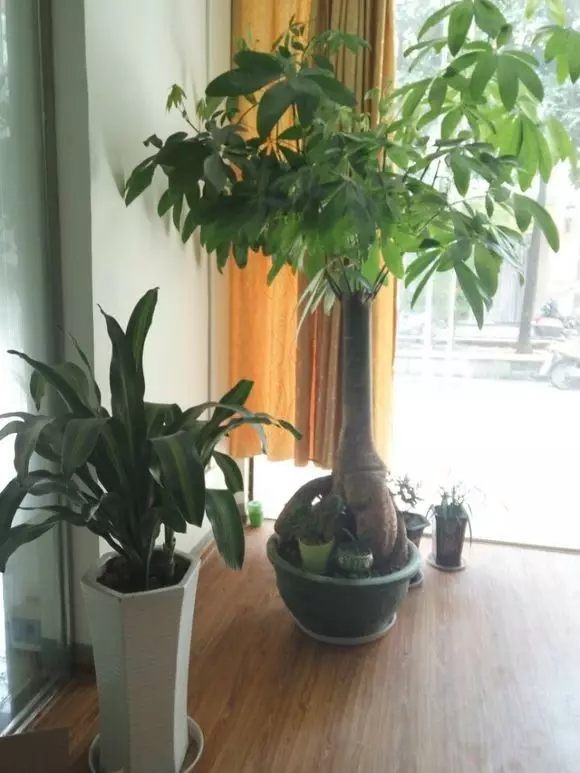 又過了半個月，就長到這樣的形狀了。如果你還不是很滿意，可以繼續(xù)修剪，只要枝條看起來不和諧，就可以大膽剪掉。想讓它哪里長得豐滿，就往哪里剪。
