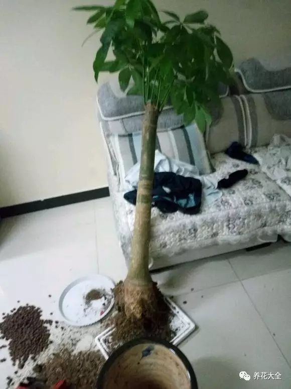 發(fā)財樹長時間葉子卷邊發(fā)黃，整個都感覺耷拉著，非常難看。這時候，很有可能是根爛了。那就要趕緊修剪一下。