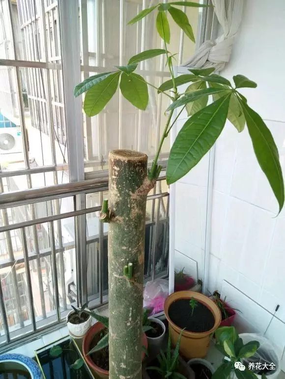 2、把根部腐爛的地方切掉，涂上多菌靈晾一下午，注意放在通風(fēng)透氣的的陰涼地方。