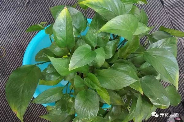 即將失傳的3大懶人養(yǎng)花法，省時(shí)省力，越偷懶花越開爆！