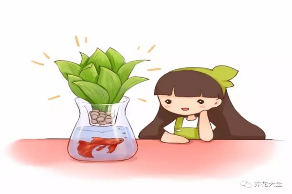 這些花給點(diǎn)兒水就能活！一點(diǎn)兒都不費(fèi)事兒！還不趕緊養(yǎng)？