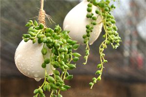 珍珠吊蘭腐爛怎么辦？這樣做挽救你的花！