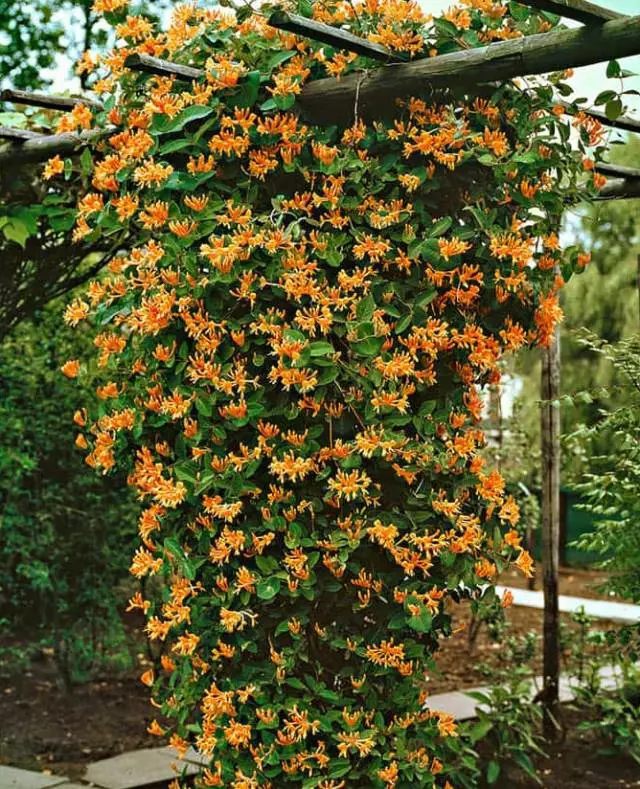 炮仗花1