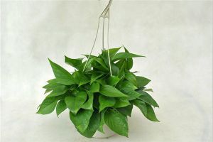如何將水培綠蘿轉(zhuǎn)土培？只需簡(jiǎn)單四步！