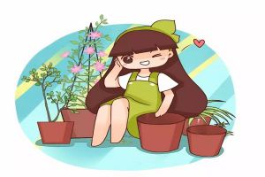 綠蘿發(fā)財(cái)樹……還不趕緊換盆？要不然就挺不過秋天啦！