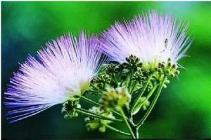 這些常見(jiàn)花竟是藥材？以前都浪費(fèi)了！