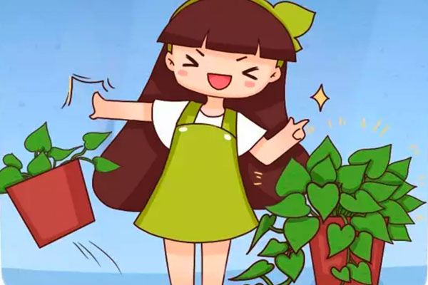 發(fā)財(cái)樹(shù)綠蘿稀稀拉拉？肯定是你沒(méi)做到這一點(diǎn)！