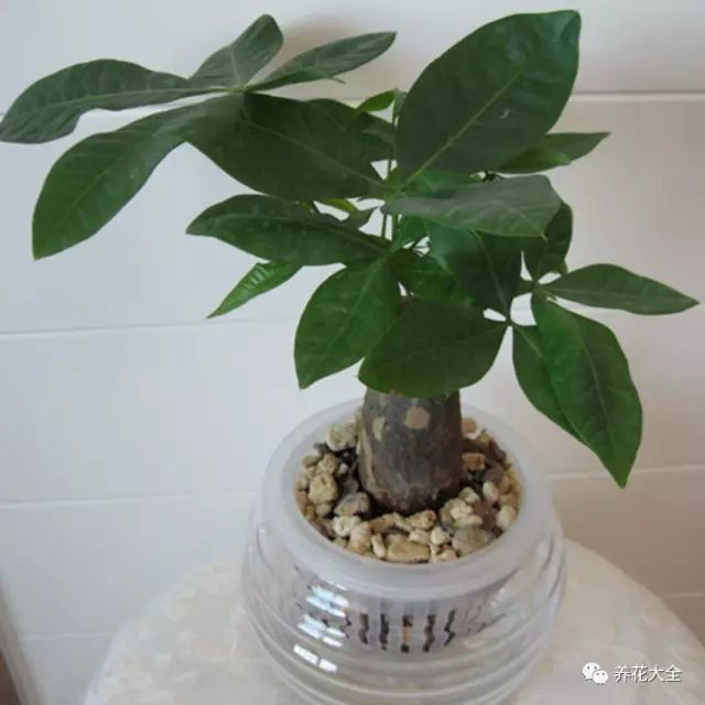 發(fā)財(cái)樹