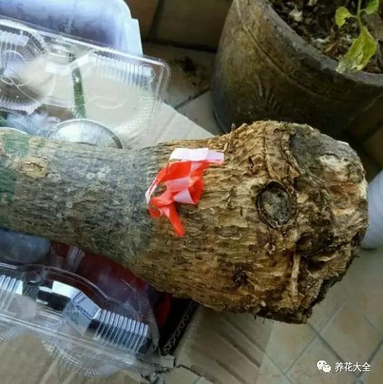 發(fā)財(cái)樹第二步