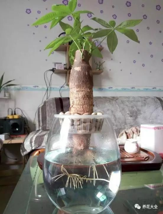 發(fā)財(cái)樹第四步