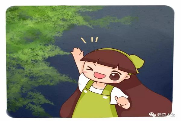 他養(yǎng)的文竹成精了，葉子從來不發(fā)黃，爬滿天花板都不是事！