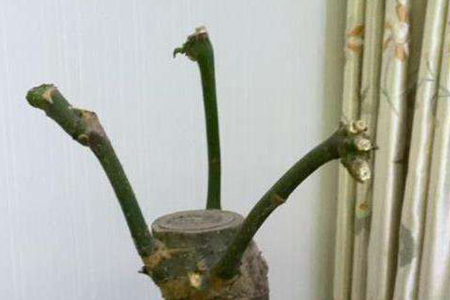 發(fā)財(cái)樹