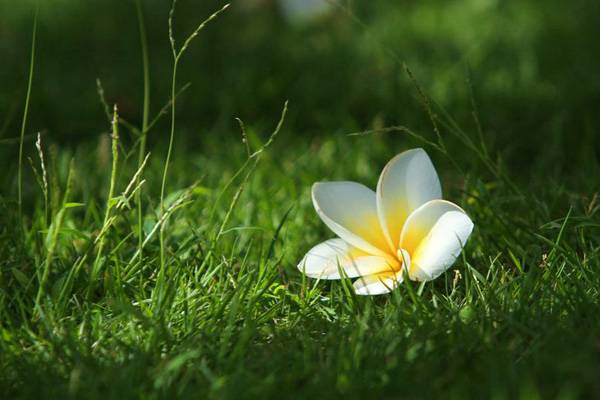 雞蛋花病蟲(chóng)害防治方法