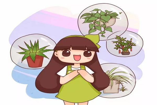 你家的綠蘿吊蘭，竟然還有這種好兆頭！