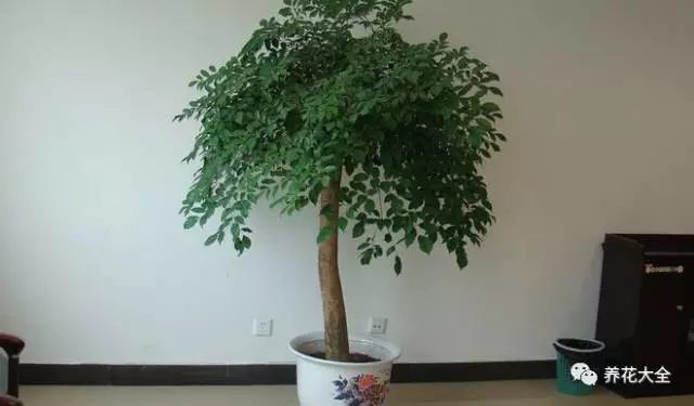 幸福樹(shù)