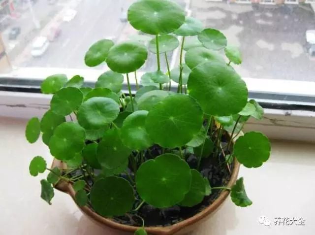 銅錢(qián)草