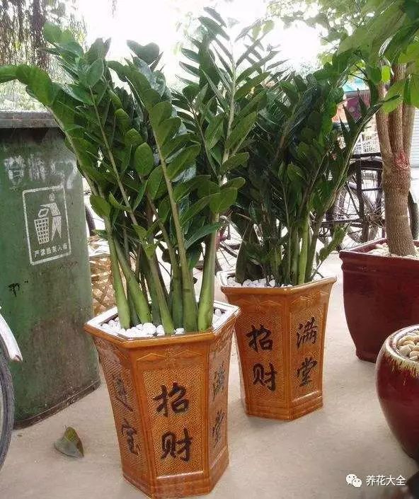 金錢(qián)樹(shù)