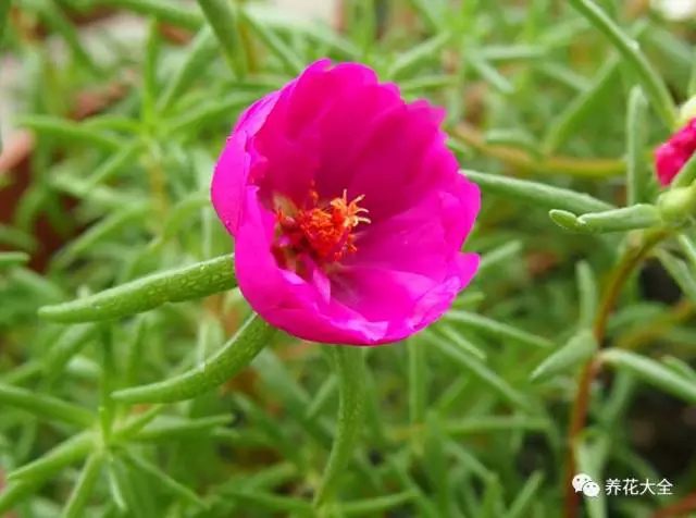 太陽(yáng)花