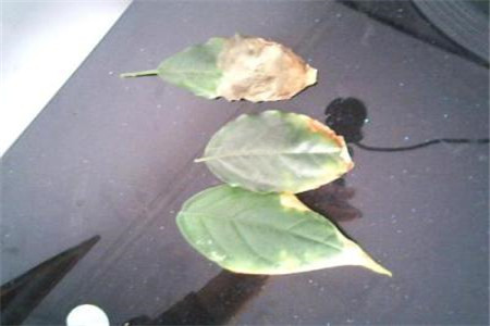 幸福樹(shù)