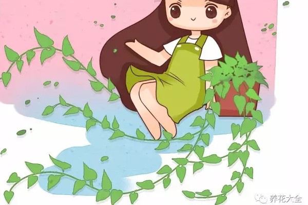 隨手加點(diǎn)料，綠蘿文竹瘋長(zhǎng)100米！