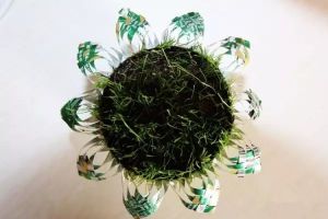 夏天喝完的易拉罐，剪刀一剪，拿來(lái)養(yǎng)花超級(jí)棒！
