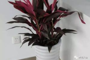 夏天就得養(yǎng)這10種花，越熱越潮長(zhǎng)得越好！