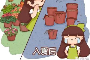 陽臺養(yǎng)了100盆花，高溫1個(gè)月，死得只剩100個(gè)盆！