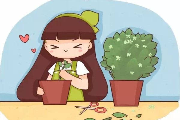 花開完趕緊剪，隨手一插，5天就生根！
