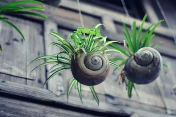 就問你敢不敢在衛(wèi)生間這樣養(yǎng)花？