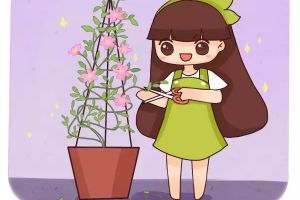 月季鐵線蓮現(xiàn)在剪幾刀，1個(gè)月后，想開幾朵開幾朵！