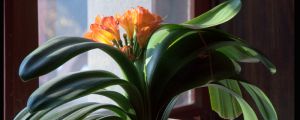 君子蘭爛心后還發(fā)芽嗎，要怎么處理