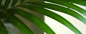 剛買(mǎi)回來(lái)的散尾葵葉子干枯怎么辦