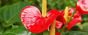 紅掌不開花是什么原因，花小是什么原因