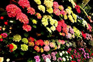 杜鵑花“掉葉”怎么辦？做好這5點，盆盆開花滿枝頭！